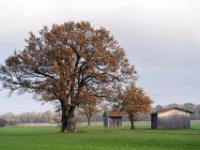 Alte herbstliche Eiche und Scheunen auf der Heinrichwinkel Wiese bei Übersee